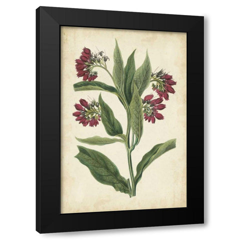 Botanical Display IV Black Modern Wood Framed Art Print with Double Matting by Vision Studio