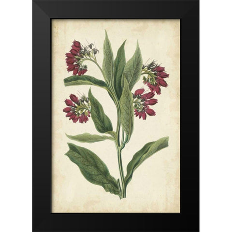 Botanical Display IV Black Modern Wood Framed Art Print by Vision Studio