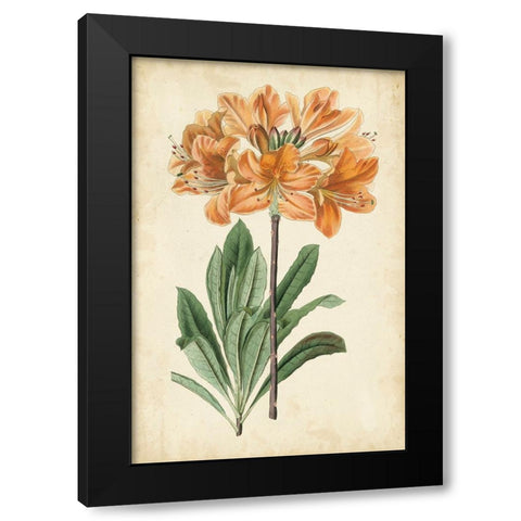 Botanical Display V Black Modern Wood Framed Art Print with Double Matting by Vision Studio