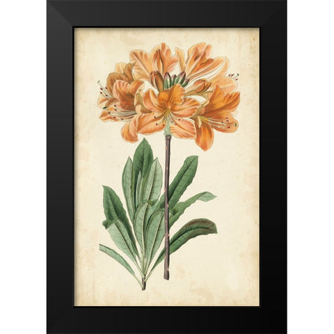 Botanical Display V Black Modern Wood Framed Art Print by Vision Studio