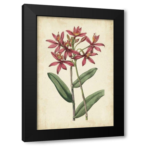Botanical Display VI Black Modern Wood Framed Art Print with Double Matting by Vision Studio