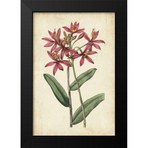 Botanical Display VI Black Modern Wood Framed Art Print by Vision Studio