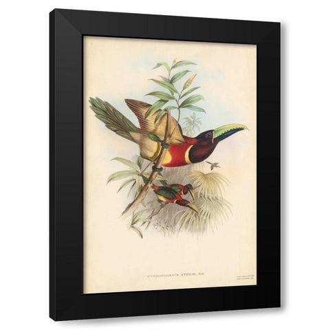 Tropical Toucans III Black Modern Wood Framed Art Print with Double Matting by Gould, John
