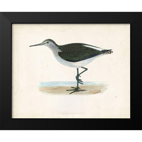 Morris Sandpiper VI Black Modern Wood Framed Art Print by Morris
