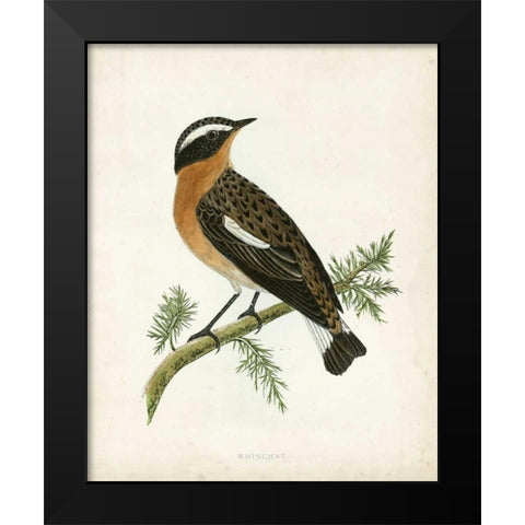 Morris Whinchat Black Modern Wood Framed Art Print by Morris
