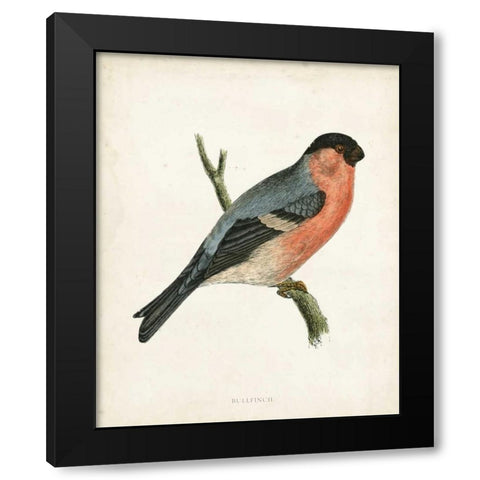 Morris Bullfinch Black Modern Wood Framed Art Print with Double Matting by Morris