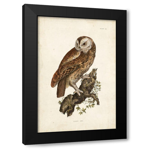 Tawny Owl Black Modern Wood Framed Art Print with Double Matting by Selby, John