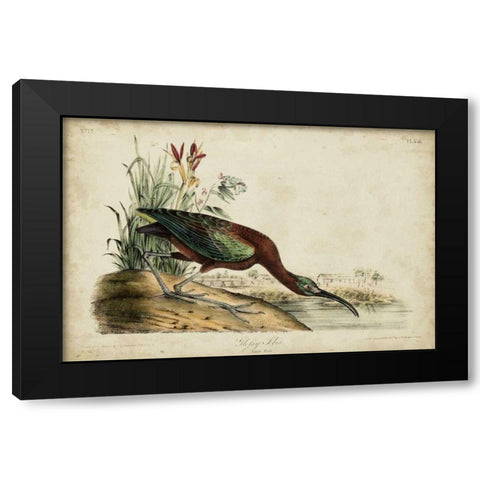 Glossy Ibis Black Modern Wood Framed Art Print with Double Matting by Audubon, John James