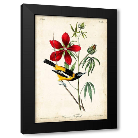 Audubon Bird and Botanical I Black Modern Wood Framed Art Print with Double Matting by Audubon, John James