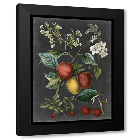 Orchard Varieties III Black Modern Wood Framed Art Print by Vision Studio