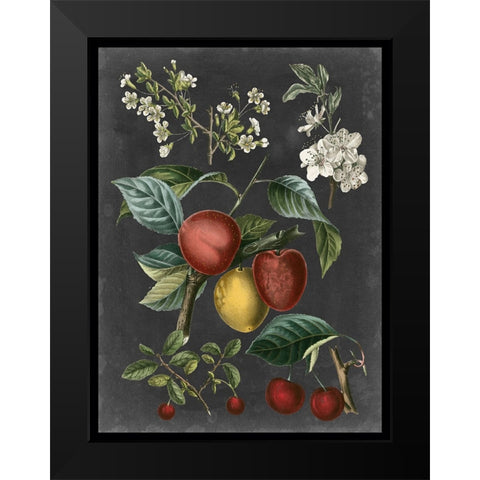 Orchard Varieties III Black Modern Wood Framed Art Print by Vision Studio