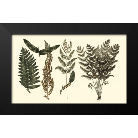 Fern Leaf Folio I Black Modern Wood Framed Art Print by Oeder, Georg C.
