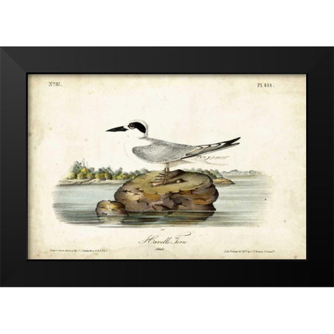 Audubon Havells Tern Black Modern Wood Framed Art Print by Audubon, John James