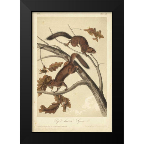 Audubon Squirrel III Black Modern Wood Framed Art Print by Audubon, John James