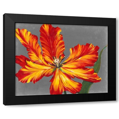 Tulip Portrait II Black Modern Wood Framed Art Print by OToole, Tim