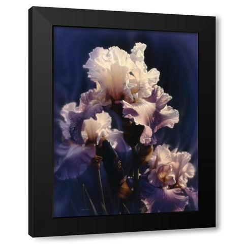 Purple Iris Black Modern Wood Framed Art Print with Double Matting by Bogle, Collin