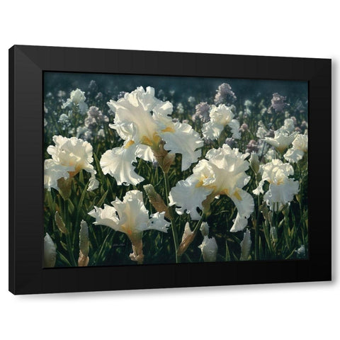 White Rose Garden Black Modern Wood Framed Art Print with Double Matting by Bogle, Collin