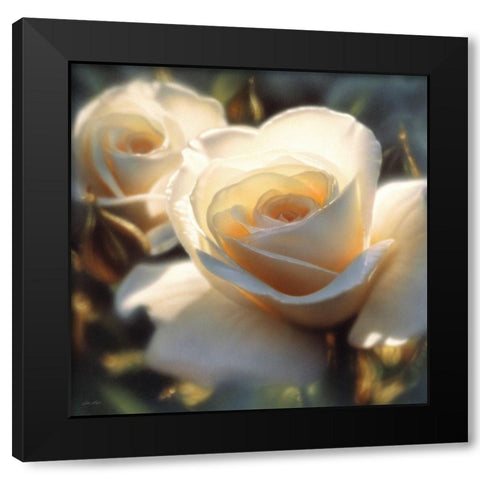 White Rose - Colors of White - Square Black Modern Wood Framed Art Print with Double Matting by Bogle, Collin