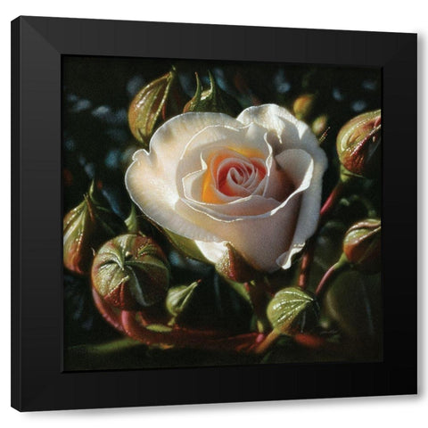 White Rose - First Born Black Modern Wood Framed Art Print with Double Matting by Bogle, Collin