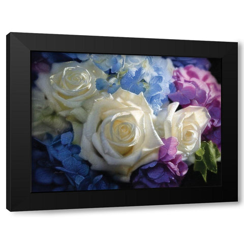 White Roses - Dancing Light Black Modern Wood Framed Art Print with Double Matting by Bogle, Collin