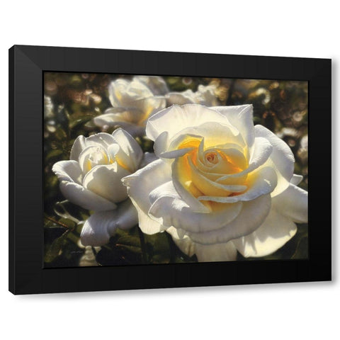 White Roses Black Modern Wood Framed Art Print with Double Matting by Bogle, Collin