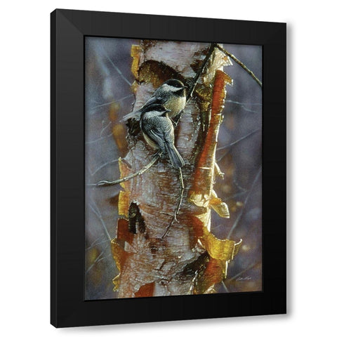 Black-Capped Chickadees - Sunlit Birch Black Modern Wood Framed Art Print with Double Matting by Bogle, Collin