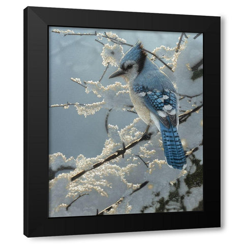 Blue Jay - On the Fence Black Modern Wood Framed Art Print with Double Matting by Bogle, Collin