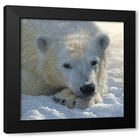 Polar Bear Club Black Modern Wood Framed Art Print with Double Matting by Bogle, Collin