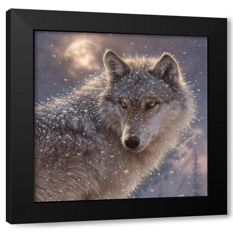 Lone Wolf - Square Black Modern Wood Framed Art Print with Double Matting by Bogle, Collin