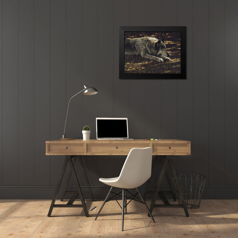 Resting Wolf Black Modern Wood Framed Art Print by Bogle, Collin