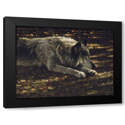 Resting Wolf Black Modern Wood Framed Art Print with Double Matting by Bogle, Collin
