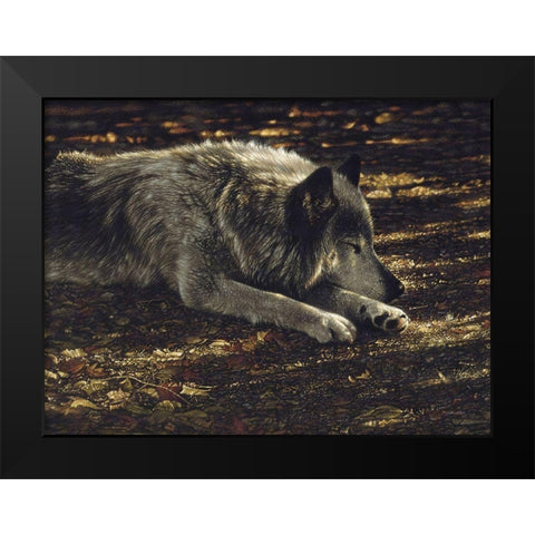 Resting Wolf Black Modern Wood Framed Art Print by Bogle, Collin