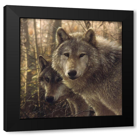 Wolves - Woodland Companions Black Modern Wood Framed Art Print by Bogle, Collin