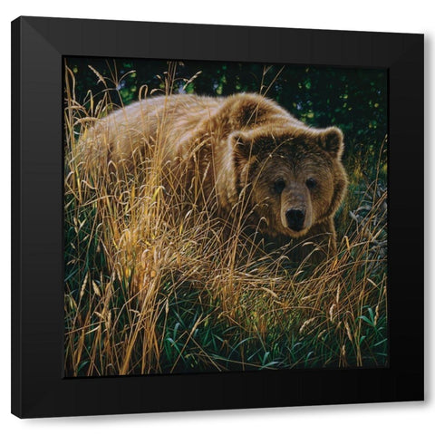 Brown Bear - Crossing Paths Black Modern Wood Framed Art Print by Bogle, Collin