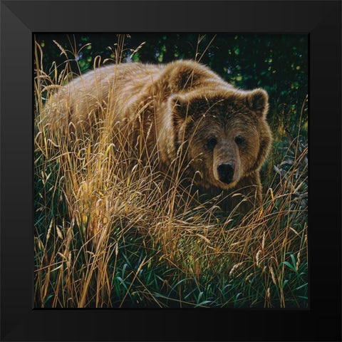 Brown Bear - Crossing Paths Black Modern Wood Framed Art Print by Bogle, Collin