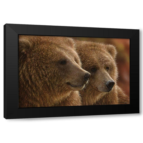 Brown Bears - Lazy Daze Black Modern Wood Framed Art Print by Bogle, Collin
