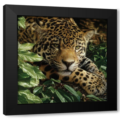 Jaguar - At Rest Black Modern Wood Framed Art Print by Bogle, Collin