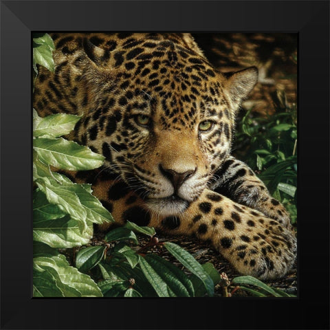 Jaguar - At Rest Black Modern Wood Framed Art Print by Bogle, Collin