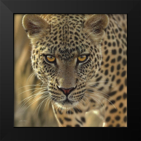 Leopard - On the Prowl - Square Black Modern Wood Framed Art Print by Bogle, Collin