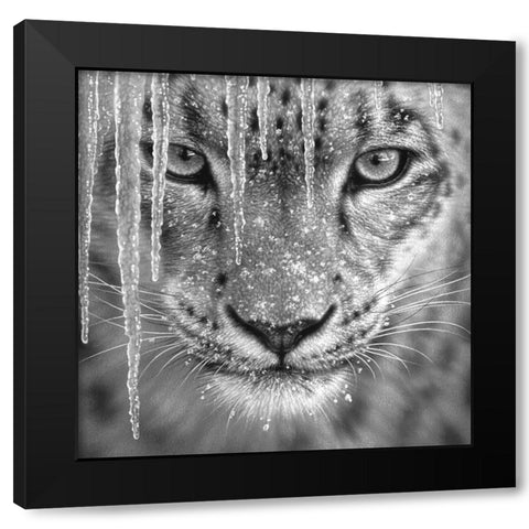 Snow Leopard - Blue Ice - BandW Black Modern Wood Framed Art Print by Bogle, Collin