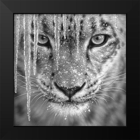 Snow Leopard - Blue Ice - BandW Black Modern Wood Framed Art Print by Bogle, Collin