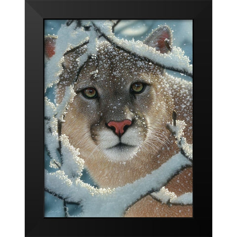 Cougar - Silent Encounter Black Modern Wood Framed Art Print by Bogle, Collin