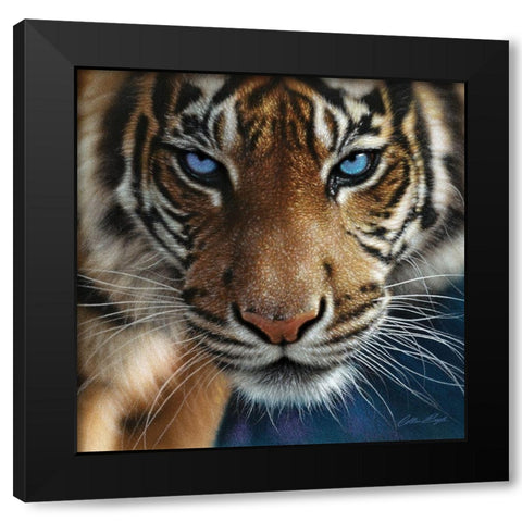 Tiger - Blue Eyes Black Modern Wood Framed Art Print by Bogle, Collin