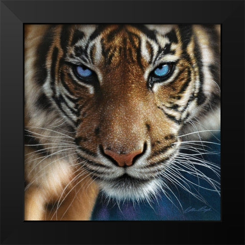 Tiger - Blue Eyes Black Modern Wood Framed Art Print by Bogle, Collin
