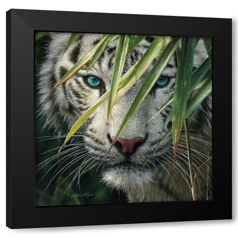 White Tiger Bamboo Forest Black Modern Wood Framed Art Print by Bogle, Collin