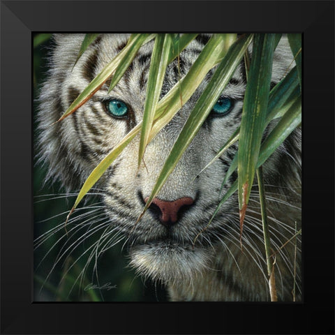 White Tiger Bamboo Forest Black Modern Wood Framed Art Print by Bogle, Collin