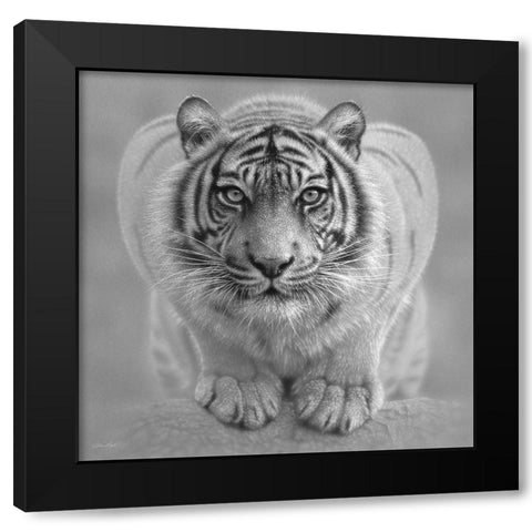 White Tiger - Wild Intentions - BandW Black Modern Wood Framed Art Print by Bogle, Collin