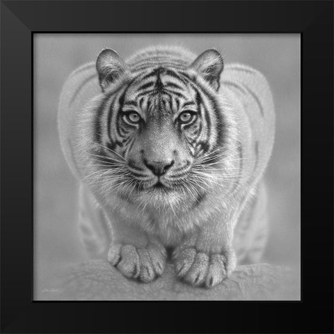 White Tiger - Wild Intentions - BandW Black Modern Wood Framed Art Print by Bogle, Collin
