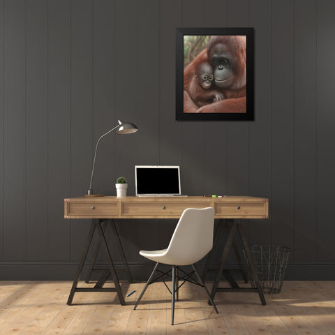 Orangutan Mother and Baby Black Modern Wood Framed Art Print by Bogle, Collin