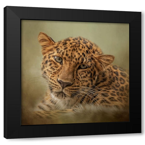 Green Eyes Black Modern Wood Framed Art Print by Parker, Kelley